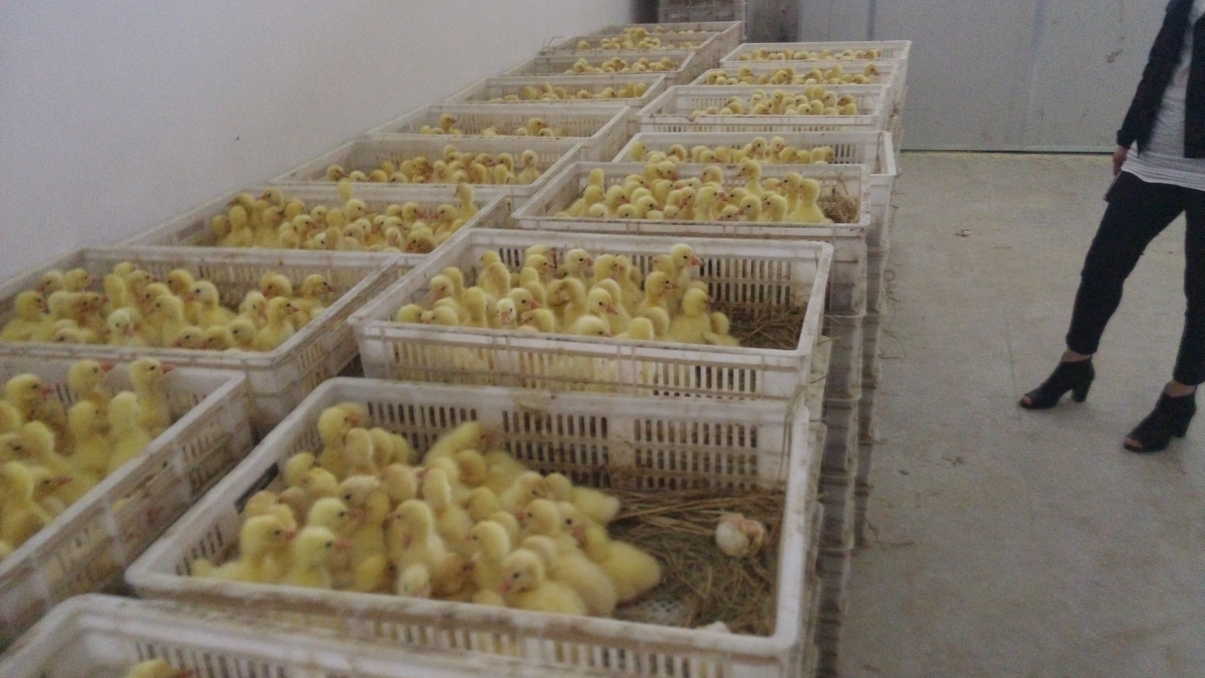 江西九江鵝苗價格圖片/江西九江鵝苗價格樣板圖 (4)