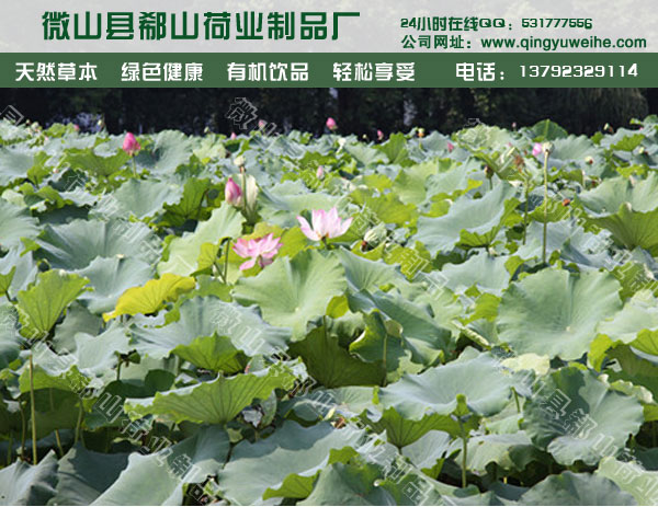 鮮荷葉的功效圖片/鮮荷葉的功效樣板圖 (4)