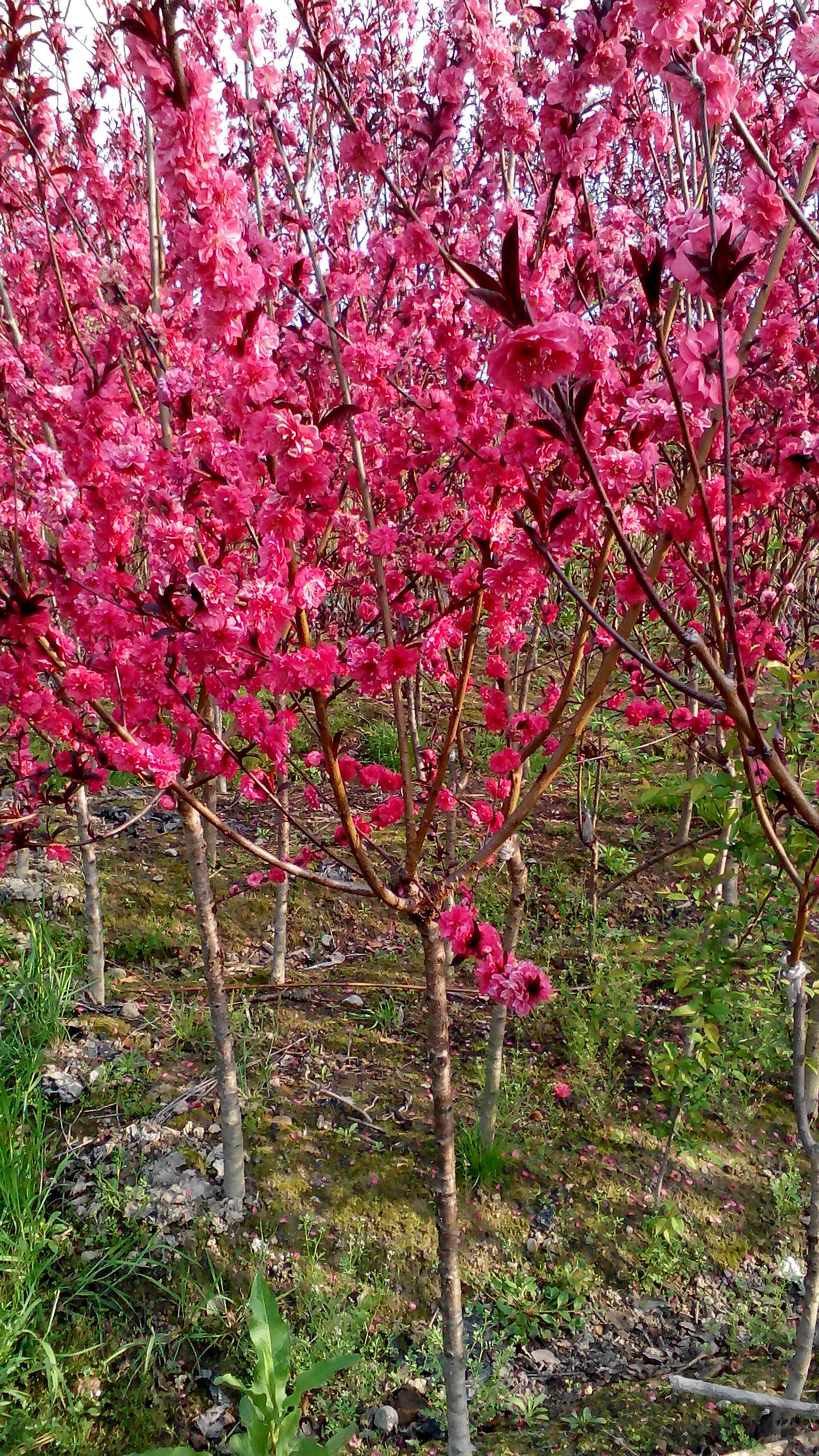 紫葉碧桃小苗批發(fā)圖片