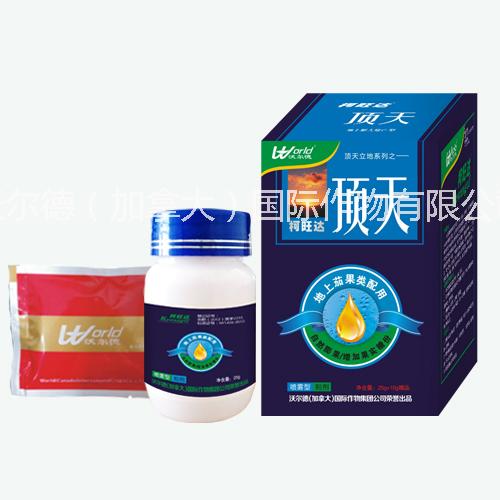 柯旺達膨大頂天立地系列--頂天圖片