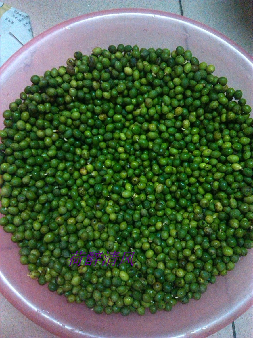 廣西元寶山珍珠羅漢松種子圖片