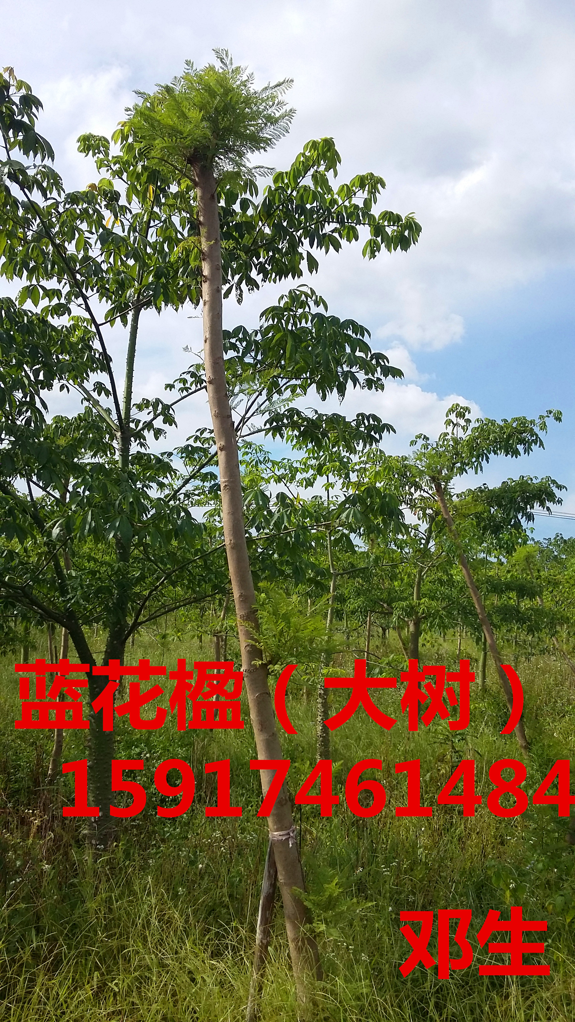 廣東廣州樂昌含笑圖片