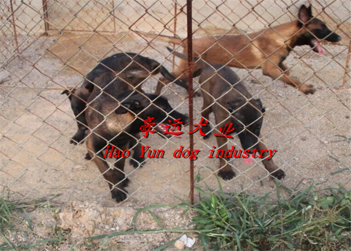哪里有賣馬犬的圖片/哪里有賣馬犬的樣板圖 (4)