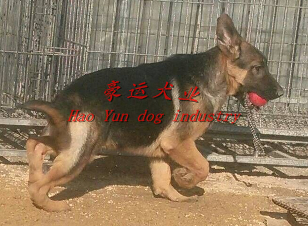 供应德国牧羊犬，庄河市德国牧羊犬价