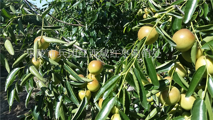 供应水果|鲜食枣鲜小枣产地批发价格图片