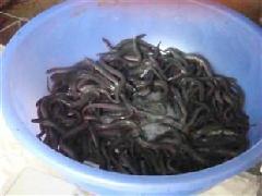 鰻魚苗圖片/鰻魚苗樣板圖 (4)