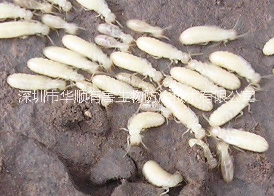 深圳防治滅殺白蟻方案圖片