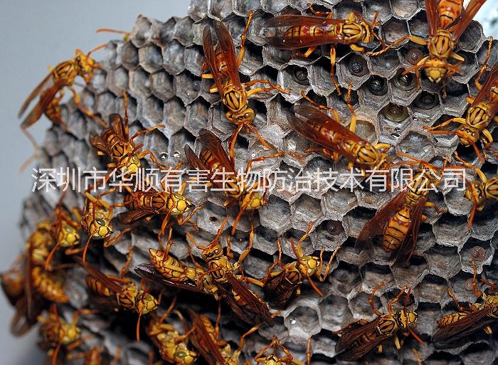 殺蟲(chóng)滅鼠圖片/殺蟲(chóng)滅鼠樣板圖 (3)