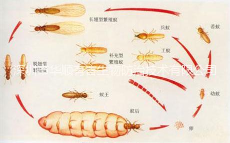 滅殺白蟻圖片/滅殺白蟻樣板圖 (3)