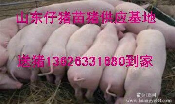 山東仔豬圖片/山東仔豬樣板圖 (2)