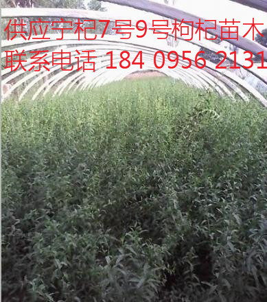 枸杞苗圖片/枸杞苗樣板圖 (4)