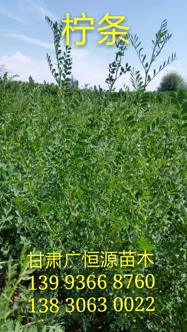 檸條圖片/檸條樣板圖 (3)