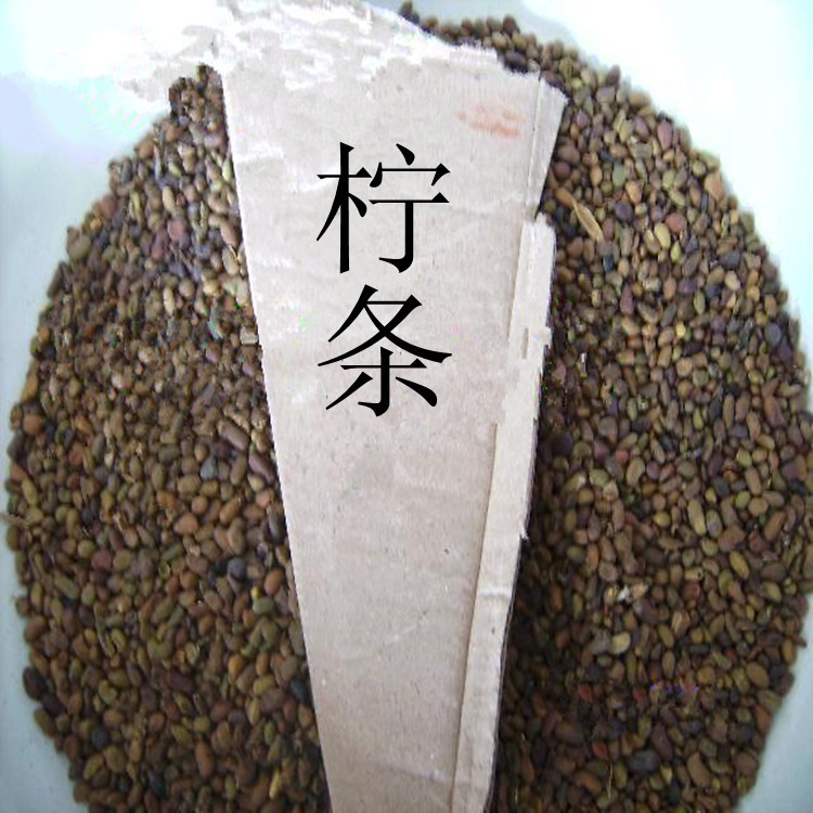 檸條圖片/檸條樣板圖 (4)