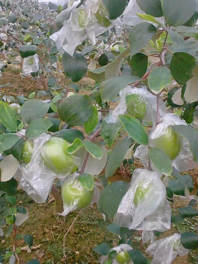 蜜棗圖片/蜜棗樣板圖 (1)