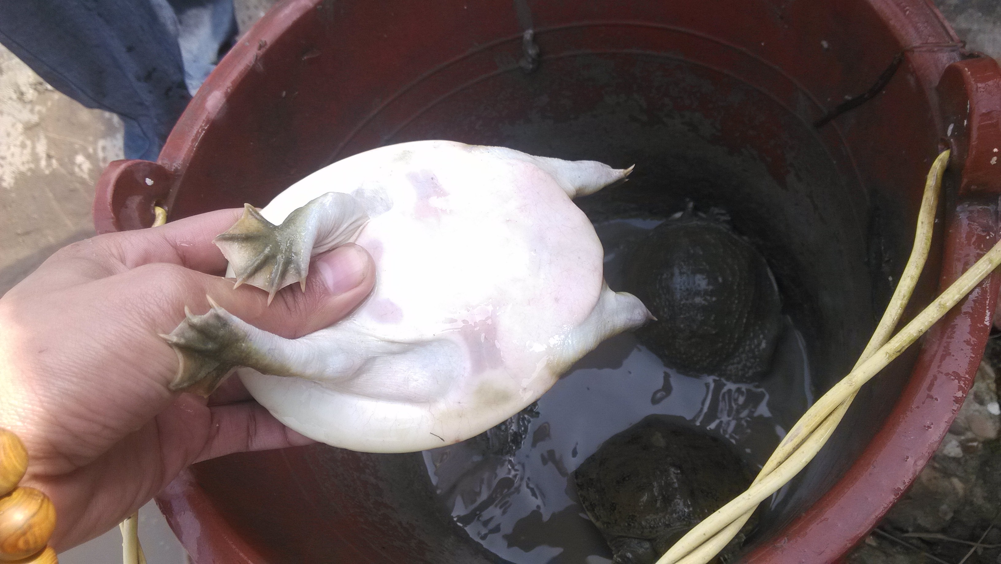 重慶甲魚苗養(yǎng)殖批發(fā)甲魚苗/*甲魚苗