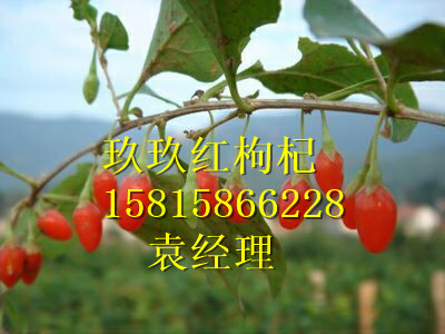 山西枸杞圖片