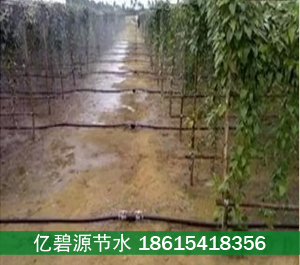 廣東湛江果樹滴灌小管出流指導圖片/廣東湛江果樹滴灌小管出流指導樣板圖 (2)