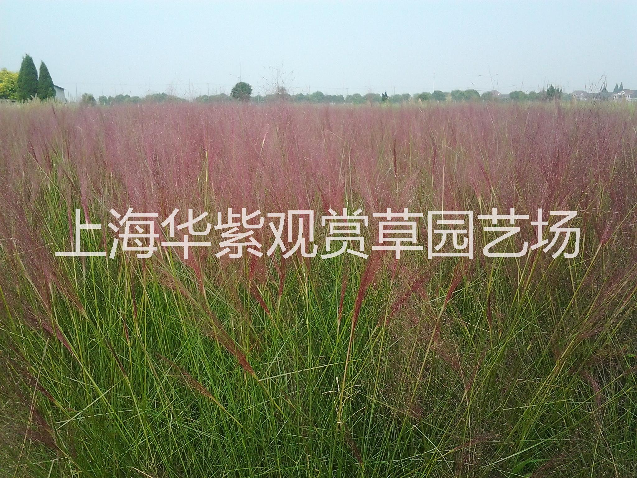 棕櫚葉苔草圖片/棕櫚葉苔草樣板圖 (4)