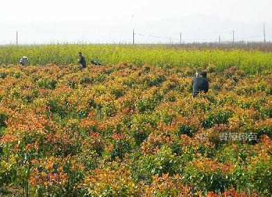 供应香樟树苗价格