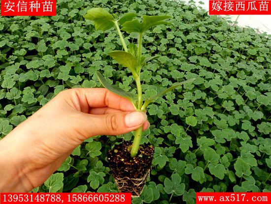 黃瓜苗，安信種苗圖片