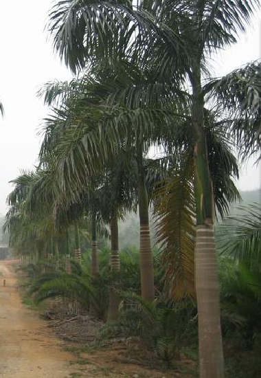 云南大王椰圖片