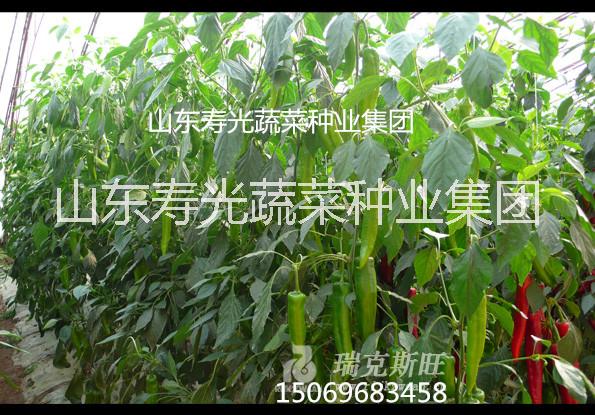 尖椒辣椒37-79辣椒種子種苗銷售