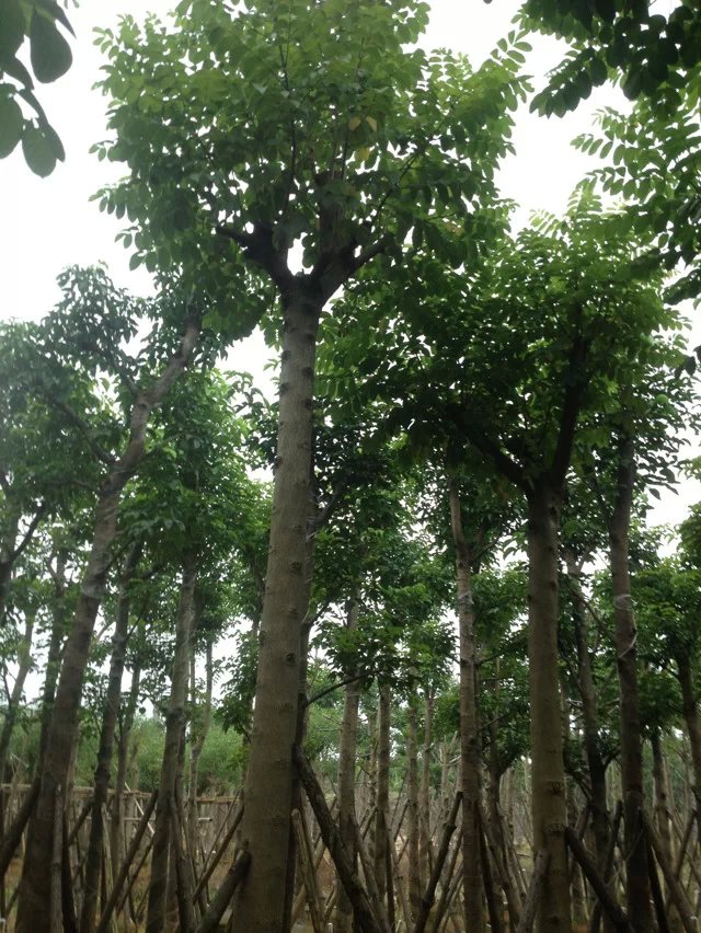 火焰木圖片/火焰木樣板圖 (4)