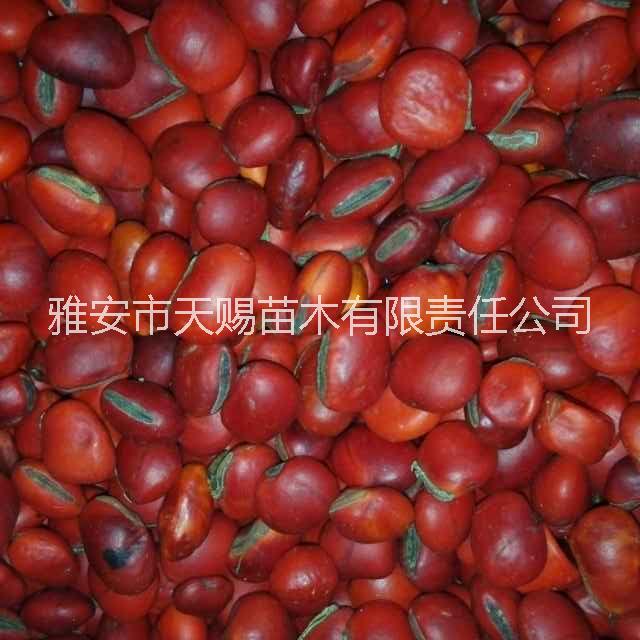 珙桐竹柳香樟相思红豆紫薇金花茶苗供应珙桐竹柳香樟相思红豆紫薇金花茶苗