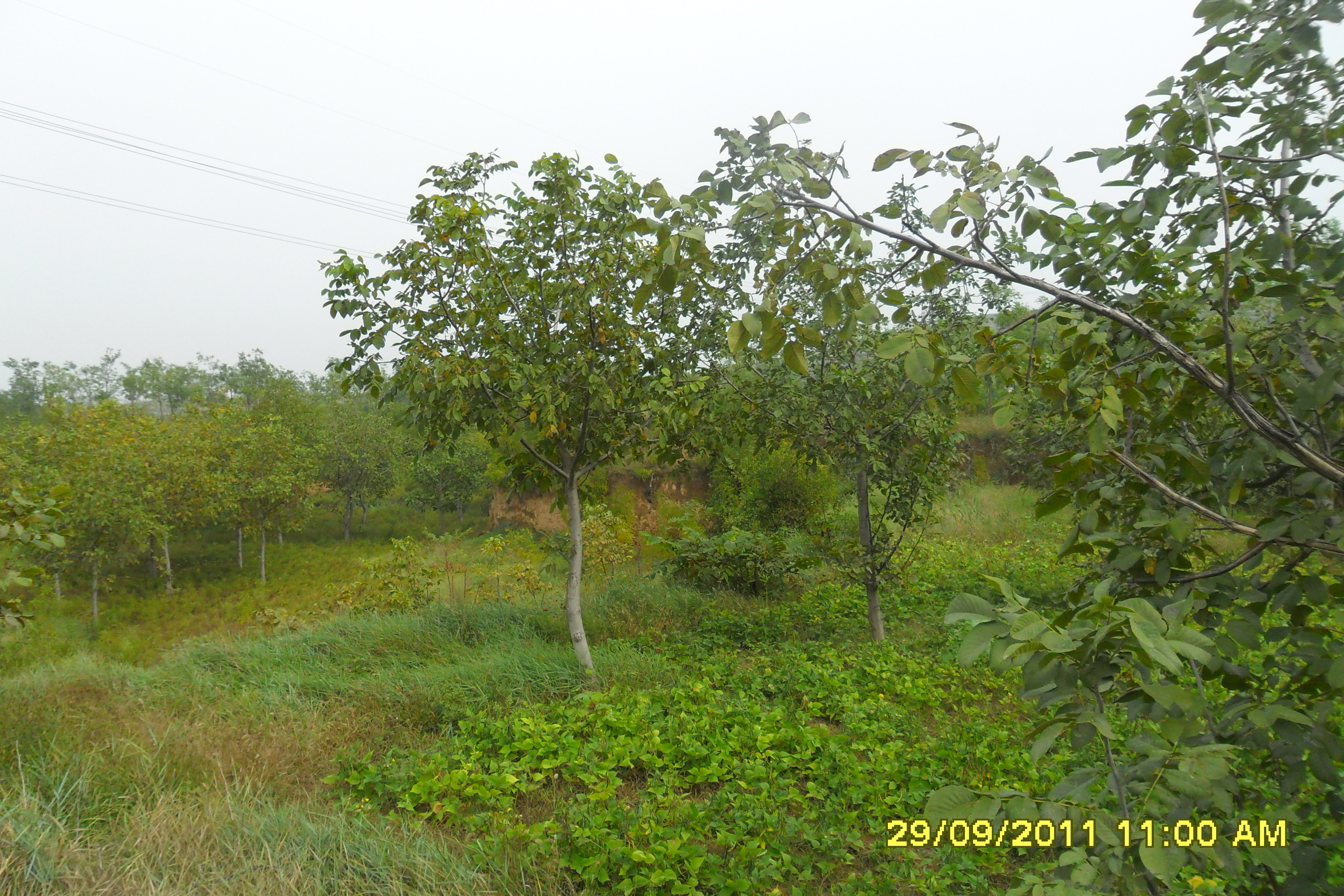 薄殼核桃苗圖片/薄殼核桃苗樣板圖 (2)