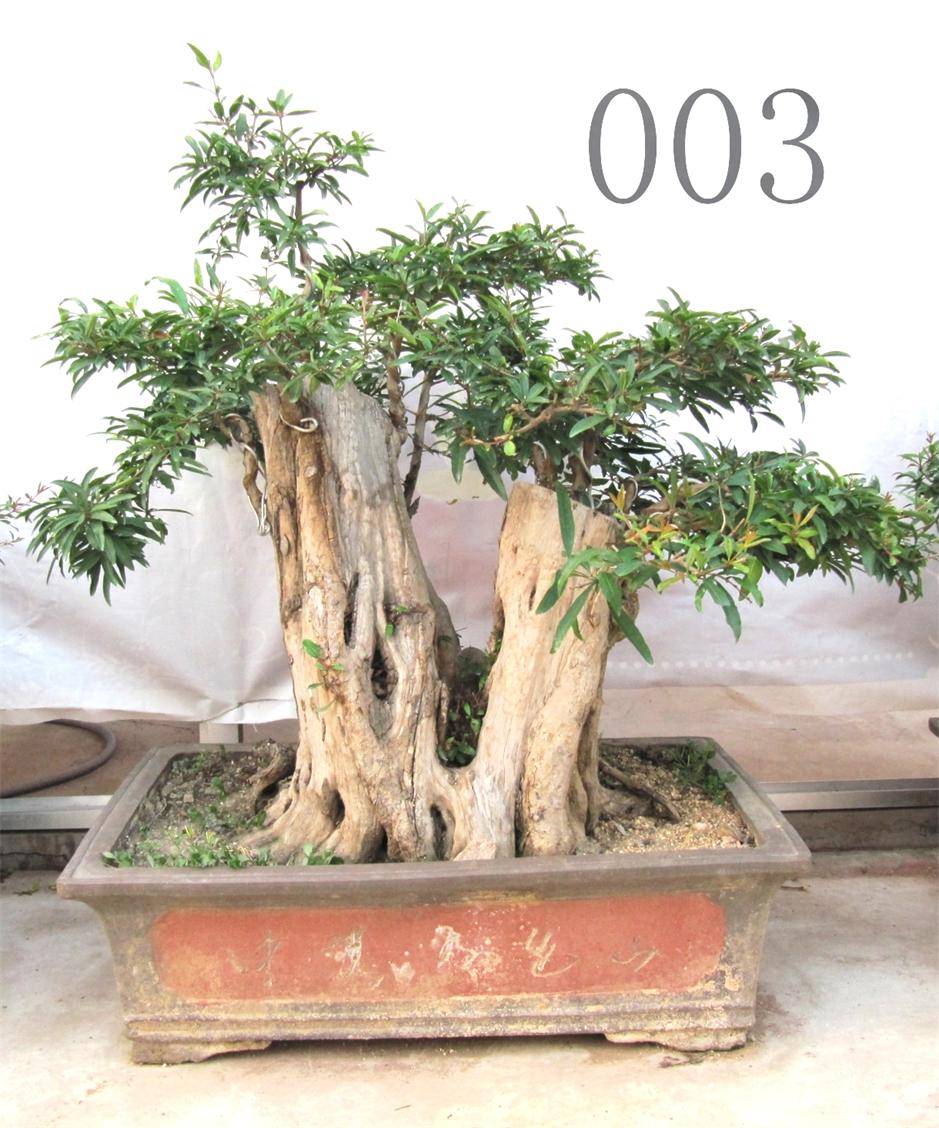古樹盆景圖片/古樹盆景樣板圖 (4)