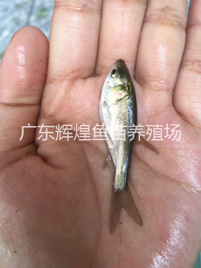供應(yīng)江西白鰱養(yǎng)殖江西白鰱價格 ，江西白鰱大量供應(yīng)，白鰱魚苗，白鰱魚苗哪家有賣