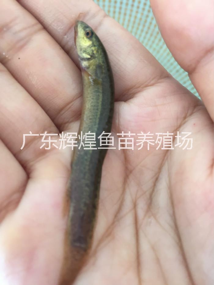臺(tái)灣泥鰍養(yǎng)殖技術(shù)，泥鰍批發(fā)，泥鰍價(jià)格，山東泥鰍供應(yīng)商