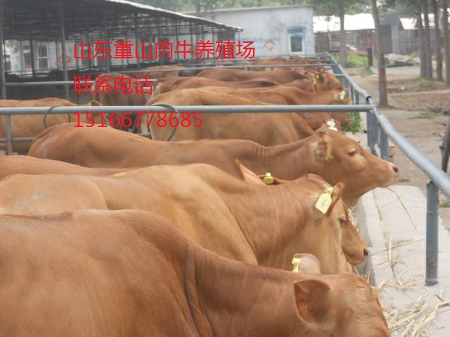 供應(yīng)魯西黃*犢改良肉牛犢