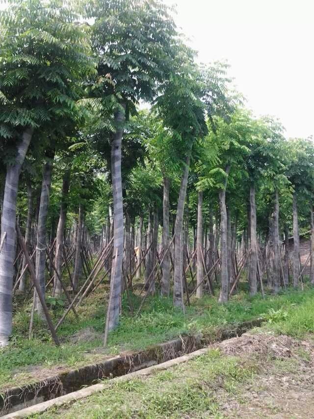 南臺灣圖片/南臺灣樣板圖 (3)
