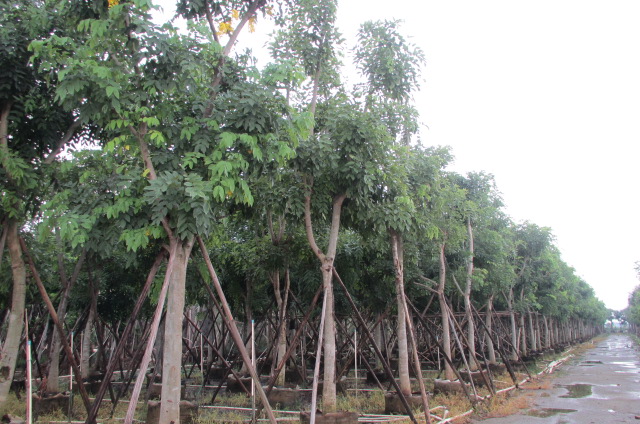 云南臘腸樹圖片