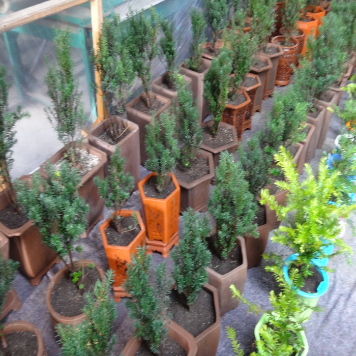 供應(yīng)四川哪里有南方紅豆杉盆景批發(fā)基地