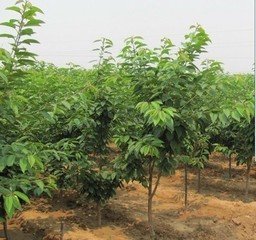 櫻桃樹苗圖片/櫻桃樹苗樣板圖 (1)