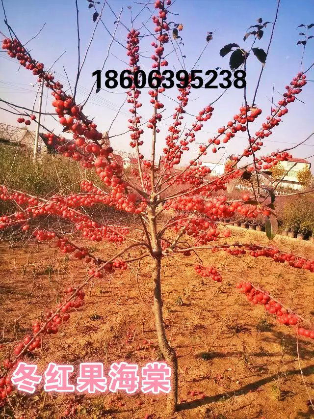 供應(yīng)冬紅果，冬紅果小苗木，中國冬紅果海棠，山紅果海棠