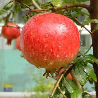 新鮮水果圖片/新鮮水果樣板圖 (1)