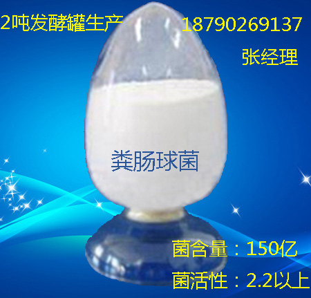 乳酸糞鏈球菌圖片
