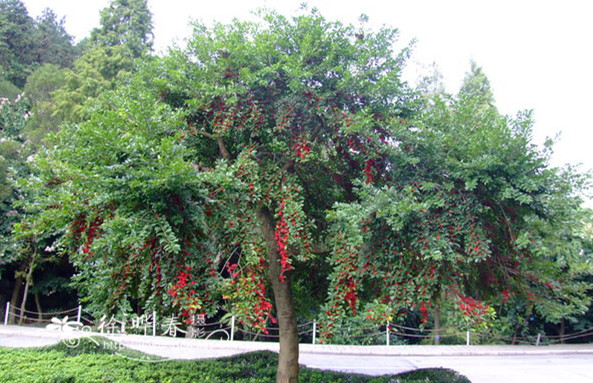 鐵冬青圖片/鐵冬青樣板圖 (4)