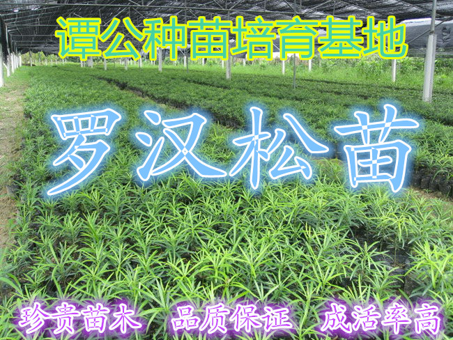 羅漢松圖片/羅漢松樣板圖 (1)