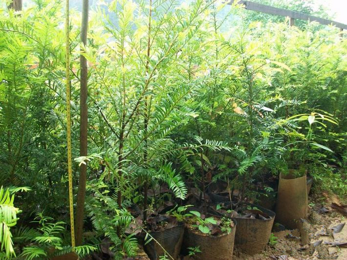 紅豆杉苗圖片/紅豆杉苗樣板圖 (4)