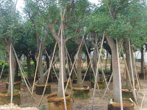 云南雞冠刺桐圖片/云南雞冠刺桐樣板圖 (4)