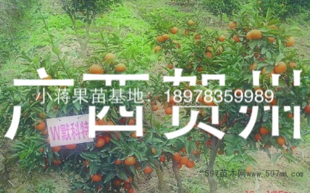 供应正宗默科特果苗 东方红果苗沃柑果苗沙糖桔果苗无菌无病毒果苗