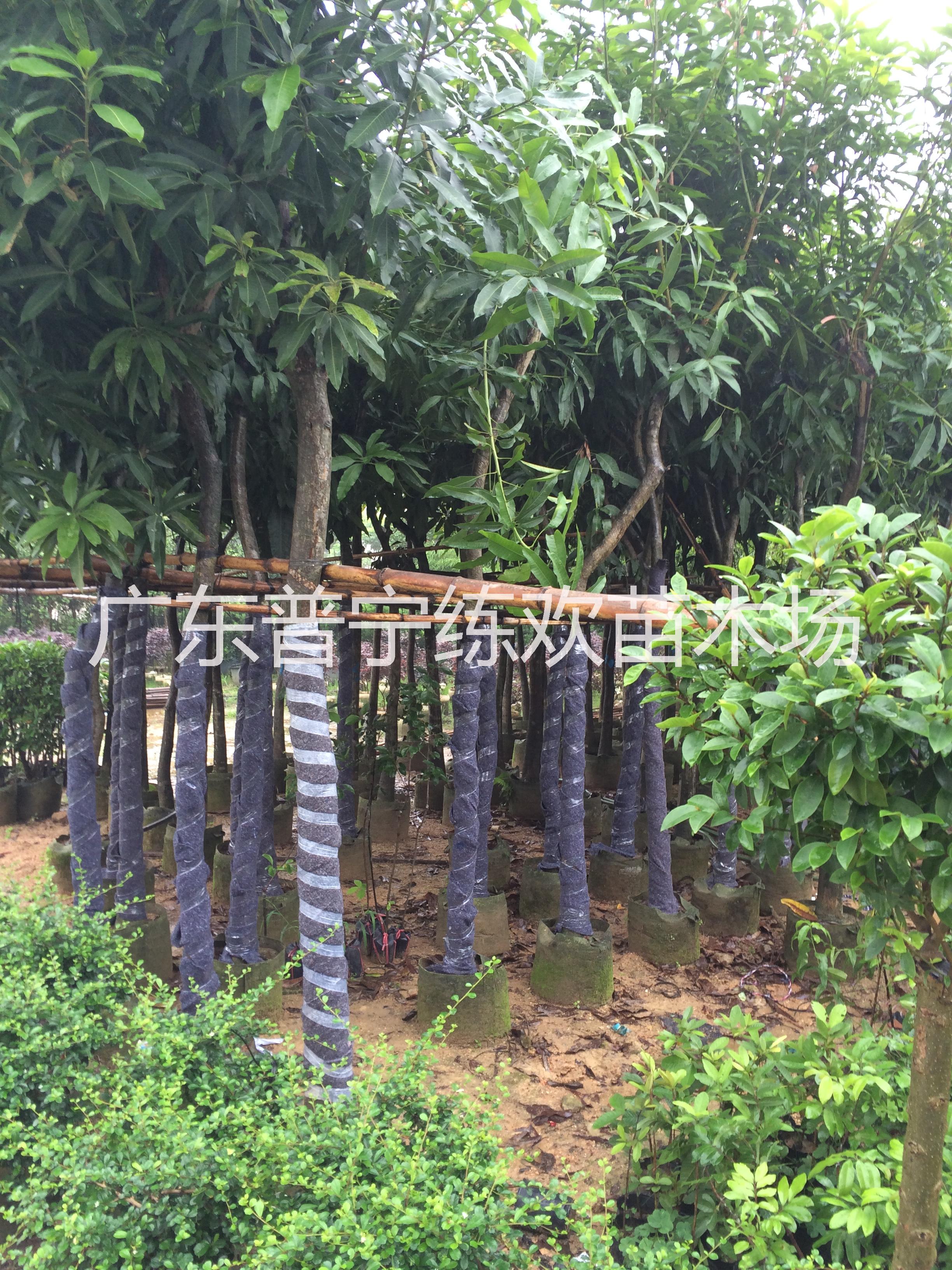 芒果樹苗圖片/芒果樹苗樣板圖 (3)