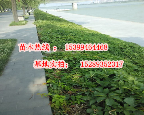 爬山虎圖片/爬山虎樣板圖 (3)
