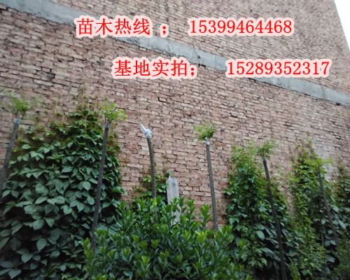 爬山虎圖片/爬山虎樣板圖 (1)