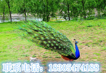 效益好圖片/效益好樣板圖 (1)