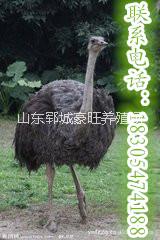 長的快經(jīng)濟(jì)效益好的鴕鳥圖片